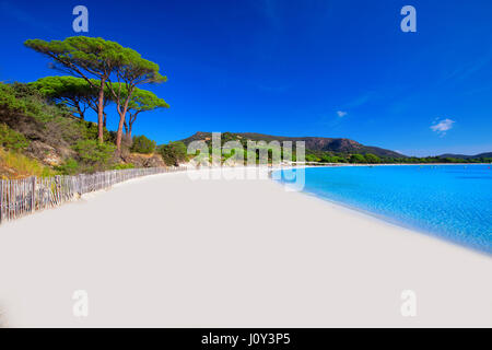 Palombaggia spiaggia sabbiosa con pini e l'azzurro acqua chiara, Corsica, Francia, Europa. Foto Stock