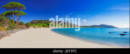 Palombaggia spiaggia sabbiosa con pini e l'azzurro acqua chiara, Corsica, Francia, Europa. Foto Stock