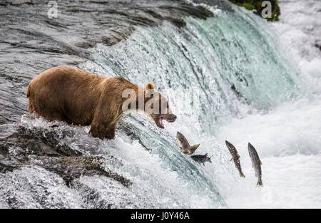 Un orso bruno si ritiene che le catture di salmone nel fiume. Stati Uniti d'America. L'Alaska. Kathmai Parco Nazionale. Grande illustrazione. Foto Stock