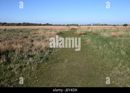 Stodmarsh Riserva Naturale Nazionale, Kent, Aprile 2017 Foto Stock