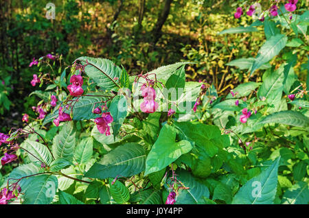 Autunno rosso-fiori di colore rosa. Foto Stock