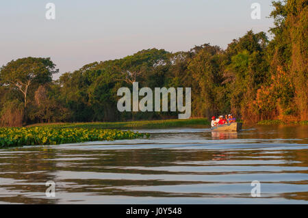 Per i turisti che cercano i giaguari su safari in barca a Cuiabá river, Pantanal del Mato Grosso, Brasile Foto Stock