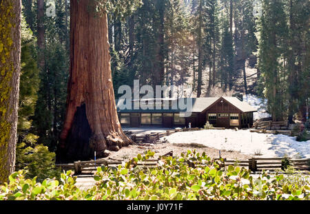 Sequoia gigante Museum, il Parco Nazionale di Sequoia Foto Stock