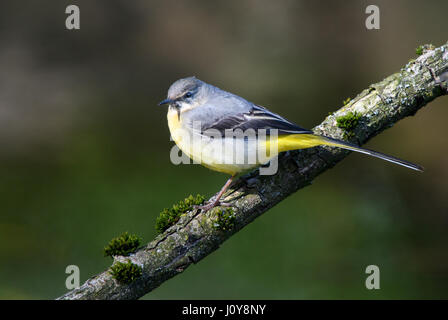 Un gray Wagtail seduto su un ramo Foto Stock