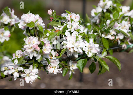 Malus domestica " Greensleeves' fiore in primavera. Foto Stock