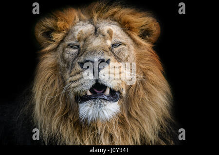 Una chiusura di un maschio Lions Head guardando la telecamera Foto Stock