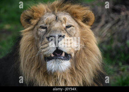 Colpo di testa di un maschio di leone Foto Stock