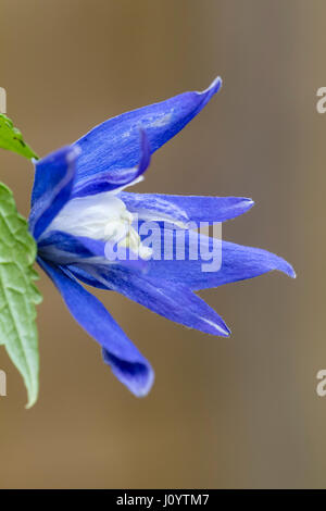 Molla blu fiore dello scalatore di latifoglie, Clematis macropetala 'Maidwell Hall' Foto Stock