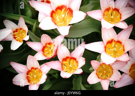 Close-up e vista superiore dei petali della a forma di stella tulip. Foto Stock