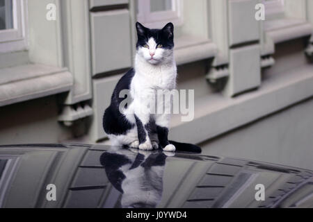 Gatto sul tetto auto Foto Stock