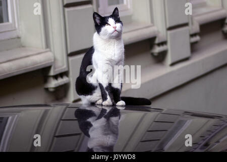 Gatto sul tetto auto Foto Stock