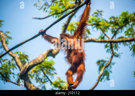 Bornean orangutan (Pongo pygmaeus), branchiation, arrampicata su una fune, captive, lo Zoo di Singapore, Singapore Foto Stock