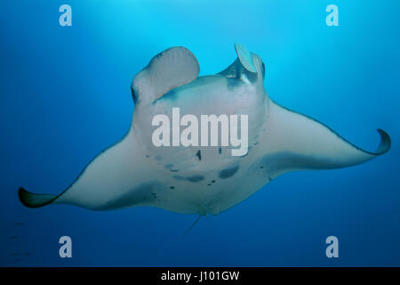 Reef Manta Ray (Mobula alfredi, Alfred manta) nuota nelle acque blu, Oceano Indiano, Maldive Foto Stock