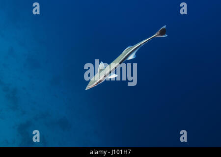 Remora (Echeneis naucrates) in acqua blu, Oceano Indiano, Maldive Foto Stock