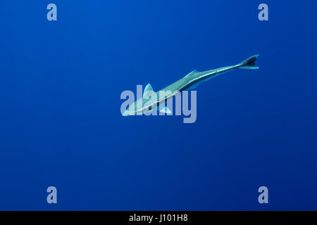 Remora (Echeneis naucrates) in acqua blu, Oceano Indiano, Maldive Foto Stock