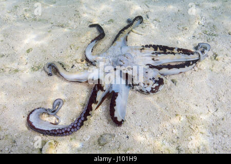 Big Blue Polpo (Octopus cyanea) sul fondo sabbioso, Oceano Indiano, Maldive Foto Stock