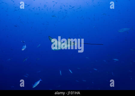 Raggio di aquila chiazzato (Aetobatus ocellatus) in acqua blu, Oceano Indiano, Maldive Foto Stock