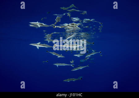 Scuola di pesce remora (Echeneis naucrates) mangiare sotto la superficie dell'acqua, Oceano Indiano, Maldive Foto Stock