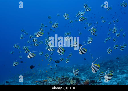 Scuola di scolarizzazione bannerfish (Heniochus diphreutes) sulla barriera corallina in acqua blu, Oceano Indiano, Maldive Foto Stock