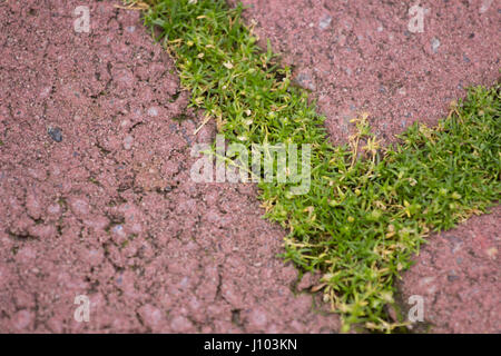 Lo sfondo del blocco di pietra percorso a piedi nel parco con prato verde Foto Stock