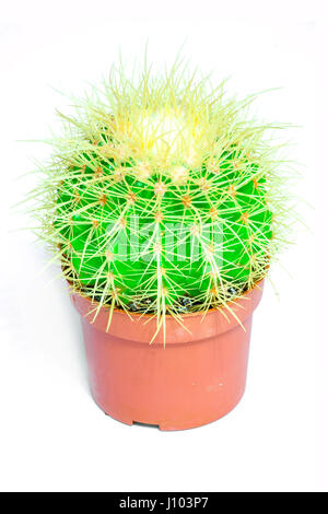 Cactus verde con aghi in una pentola di rosso su sfondo bianco. Isolato. Foto Stock