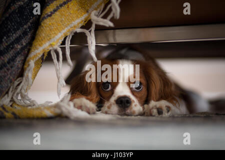 Un Cavalier King Charles Spaniel nascondere sotto un divano, dietro una coperta Foto Stock