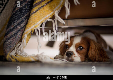 Un Cavalier re Charles Spaniel rilassarsi sotto un divano Foto Stock