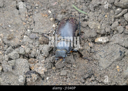 Femmina stag beetle, Fleet Hampshire REGNO UNITO Foto Stock