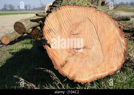 Il moncone dell'albero abbattuto la sezione del tronco con anelli annuali Foto Stock