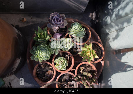 Vasi di piante succulente al sole su un patio esterno Foto Stock