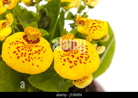 Calceolaria gialla impianto isolato su sfondo bianco Foto Stock