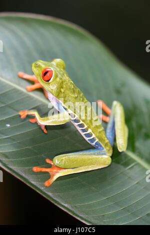 Foglia Red-Eyed Rana Foto Stock