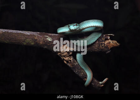 Isola di Sunda rattlesnakes Foto Stock