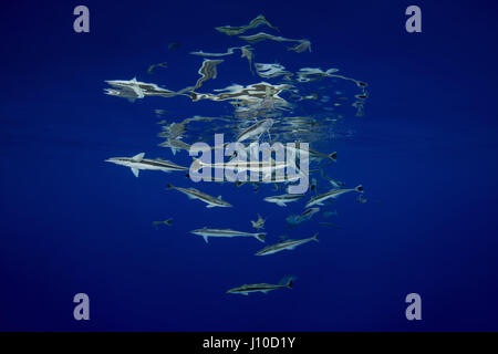 Marzo 23, 2017 - Oceano Indiano, Malesia - scuola di pesce remora (Echeneis naucrates) mangiare sotto la superficie dell'acqua, Oceano Indiano, Maldive (credito Immagine: © Andrey Nekrasov/ZUMA filo/ZUMAPRESS.com) Foto Stock