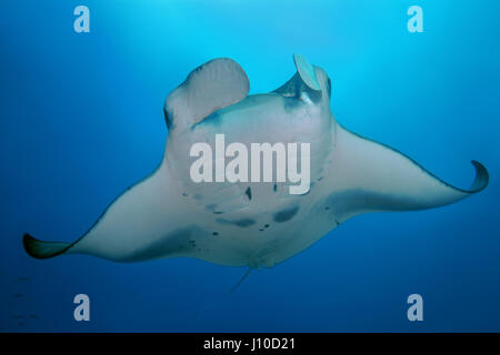 Marzo 20, 2017 - Oceano Indiano, Malesia - Giant oceanic manta ray (Manta birostris) nuota nelle acque blu, Oceano Indiano, Maldive (credito Immagine: © Andrey Nekrasov/ZUMA filo/ZUMAPRESS.com) Foto Stock