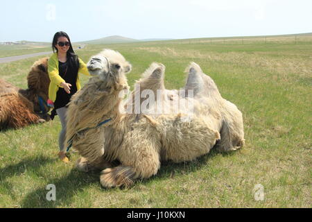 Hulun Buir, Hulun Buir, Cina. Xvii Apr, 2017. Hulun Buir, CINA-Aprile 17 2017: (solo uso editoriale. Cina OUT).un cammello Bactrian in Hulun Buir, nel nord della Cina di Mongolia Interna Regione Autonoma, Aprile 17th, 2017. Credito: SIPA Asia/ZUMA filo/Alamy Live News Foto Stock