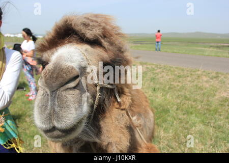 Hulun Buir, Hulun Buir, Cina. Xvii Apr, 2017. Hulun Buir, CINA-Aprile 17 2017: (solo uso editoriale. Cina OUT).un cammello Bactrian in Hulun Buir, nel nord della Cina di Mongolia Interna Regione Autonoma, Aprile 17th, 2017. Credito: SIPA Asia/ZUMA filo/Alamy Live News Foto Stock