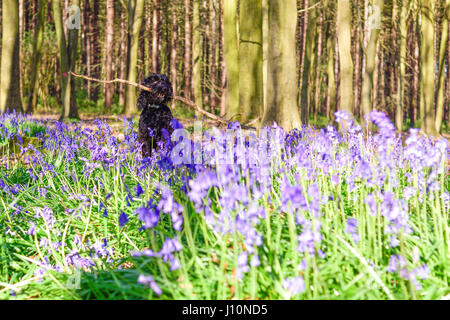 Underwood, Nottinghamshire, Regno Unito. 18 apr 2017. Bluebells in legno di faggio Misk colline nel nord Nottinghamshire, Frankie il Cockapoo gode di una passeggiata mattutina nel sole di primavera. Credito: Ian Francesco/Alamy Live News Foto Stock