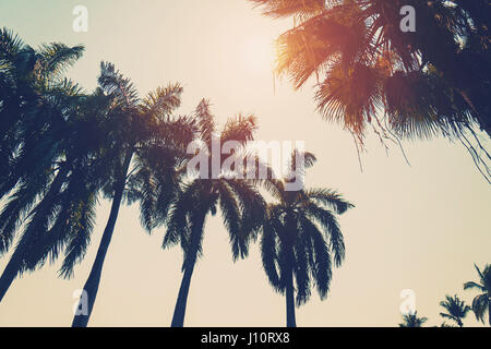 Coconut Palm Tree sulla spiaggia in estate con effetto vintage. Foto Stock