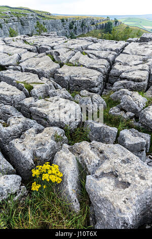 Fiore in clints e grykes sulla sommità di Malham Cove pavimentazione di pietra calcarea, Yorkshire Dales, REGNO UNITO Foto Stock