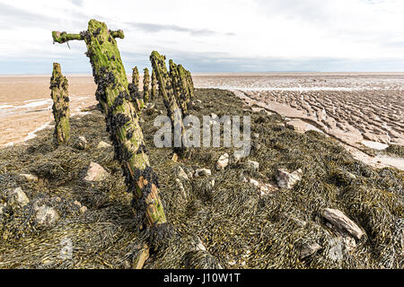 Erosi legno marcescente dal vecchio palificazioni a Goldcliff sui livelli di Gwent, Wales, Regno Unito Foto Stock