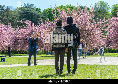 Antony, Francia, Parc de Sceaux, persone che godono di fiori di ciliegia, fiori di primavera, autentico stile di vita francese, Sunny Day Foto Stock