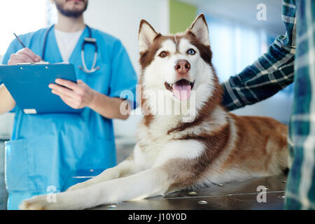 Cani Husky giacente sulla IFP tabella con il medico e il maestro nelle vicinanze Foto Stock