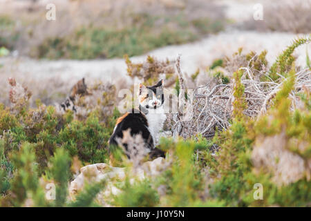 Il gatto si affaccia per la preda. Caccia Foto Stock