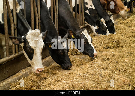 Mucche mangiano fieno nel granaio di una fattoria di caseificio Foto Stock