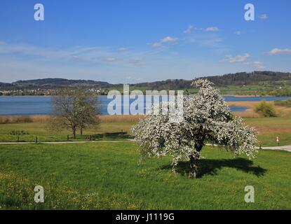 Chery blossom al lago Pfaffikon. La molla di scena in Svizzera. Foto Stock