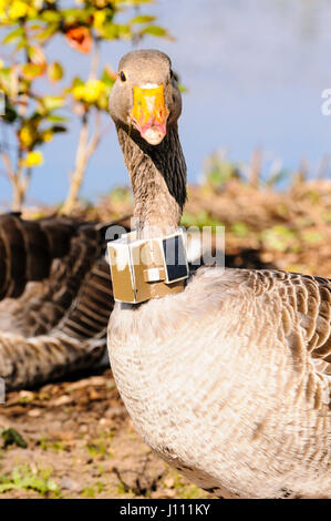 Oca Graylag con un GPS tracker sul suo collo. Foto Stock