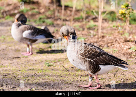 Oca Graylag con un GPS tracker sul suo collo. Foto Stock