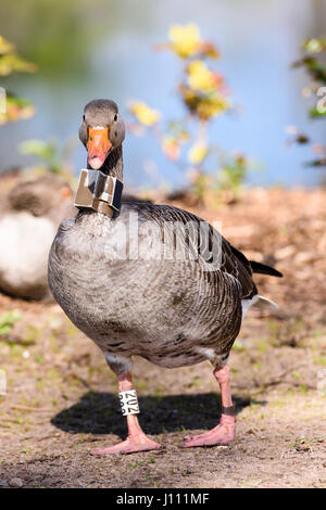 Oca Graylag con un GPS tracker sul suo collo. Foto Stock