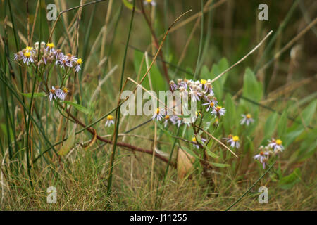 Aster tripolium Foto Stock